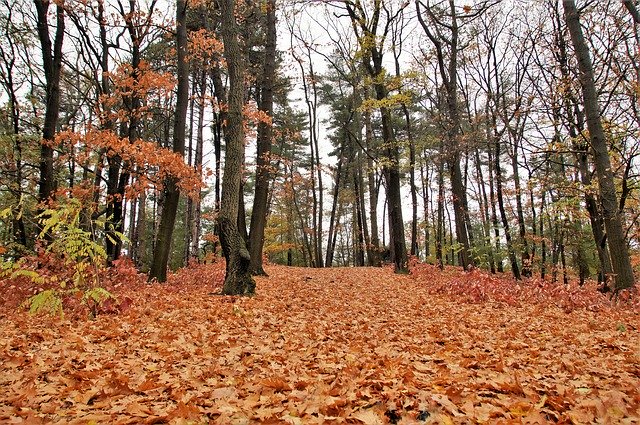 Free download Forest Autumn Fallen -  free photo or picture to be edited with GIMP online image editor