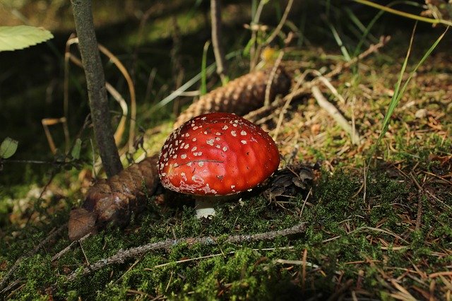 Free download Forest Autumn Fungus -  free photo or picture to be edited with GIMP online image editor