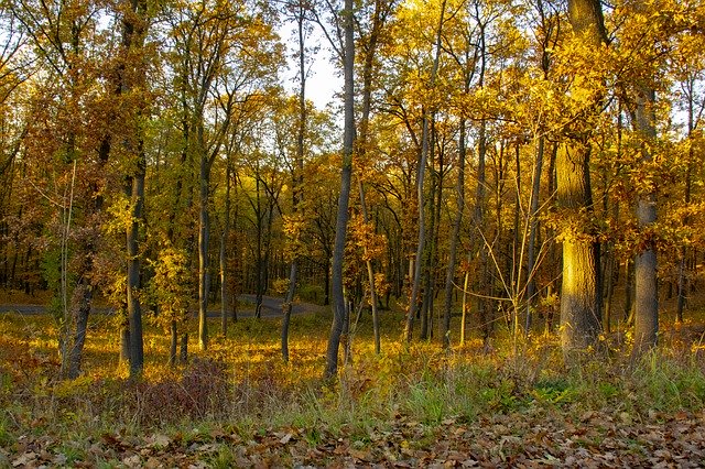 Free download Forest Autumn Light -  free photo or picture to be edited with GIMP online image editor