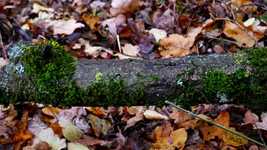 Free download Forest Autumn Moss -  free video to be edited with OpenShot online video editor