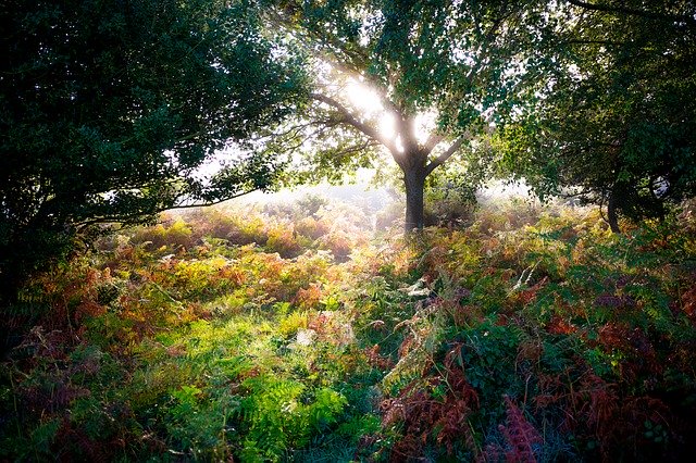 Free download Forest Autumn Nature -  free free photo or picture to be edited with GIMP online image editor