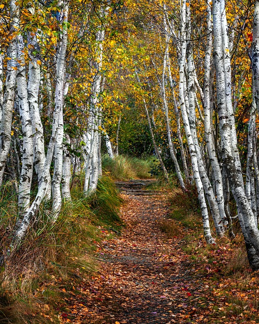 Free download forest autumn nature landscape free picture to be edited with GIMP free online image editor