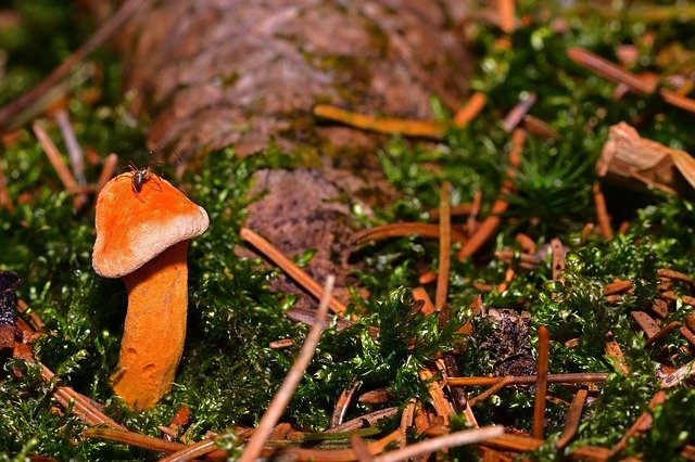 Free picture Forest Autumn Small Mushroom -  to be edited by GIMP free image editor by OffiDocs