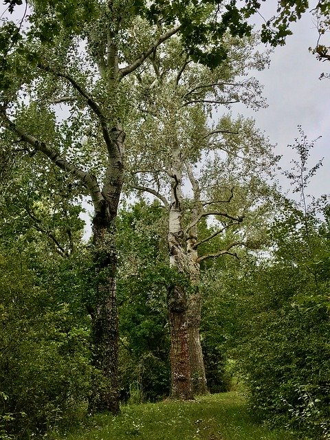 Free download Forest Autumn Summer -  free photo or picture to be edited with GIMP online image editor