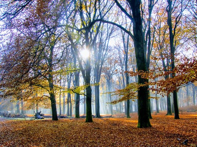 Free download Forest Autumn Sun -  free free photo or picture to be edited with GIMP online image editor