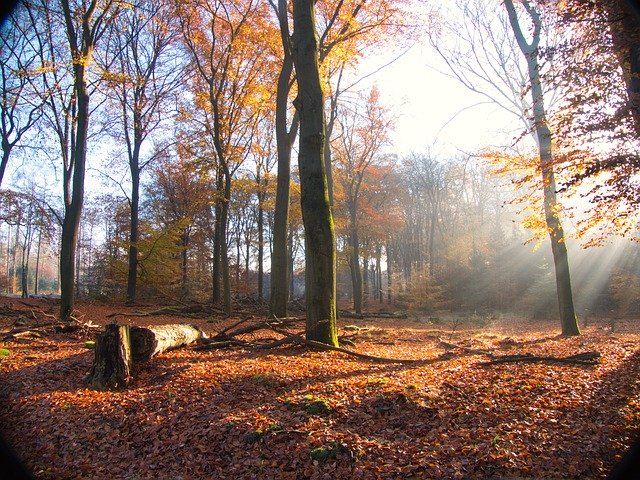 Free download Forest Autumn Sunlight -  free free photo or picture to be edited with GIMP online image editor