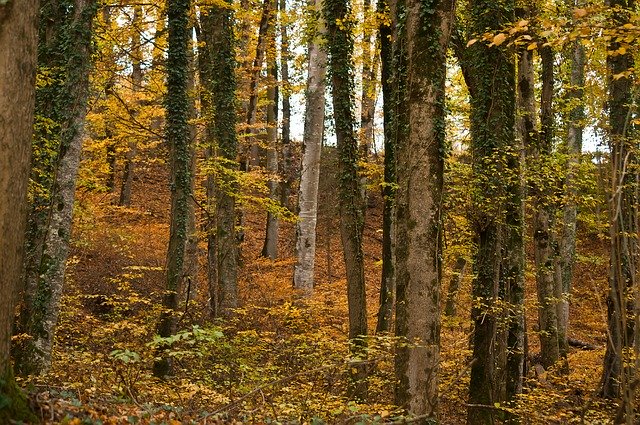 Free download Forest Autumn Trees -  free free photo or picture to be edited with GIMP online image editor