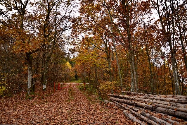 Download gratuito Forest Autumn Trunks: foto o immagine gratuita da modificare con l'editor di immagini online GIMP