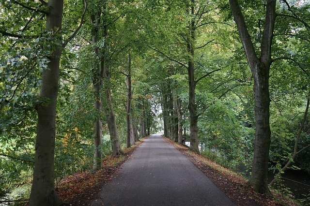 Free download Forest Avenue Away -  free photo or picture to be edited with GIMP online image editor