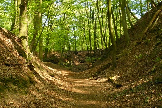 Безкоштовно завантажте Forest Away Landscape — безкоштовну фотографію чи зображення для редагування за допомогою онлайн-редактора зображень GIMP