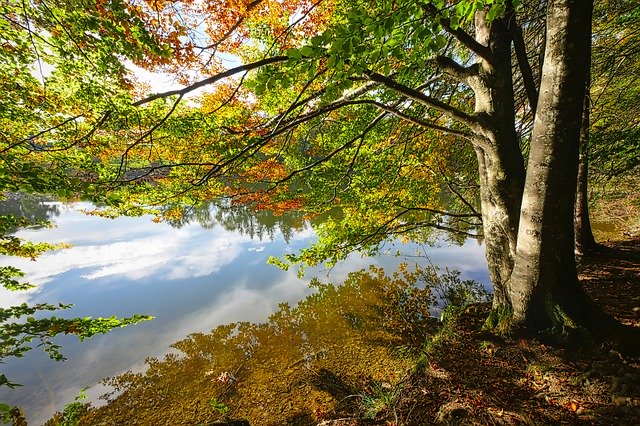 Descărcare gratuită Forest Away Leaves - fotografie sau imagini gratuite pentru a fi editate cu editorul de imagini online GIMP