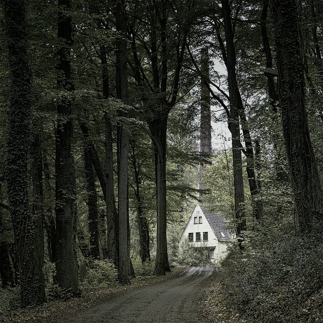 Descarga gratuita Forest Away Light: foto o imagen gratuita para editar con el editor de imágenes en línea GIMP