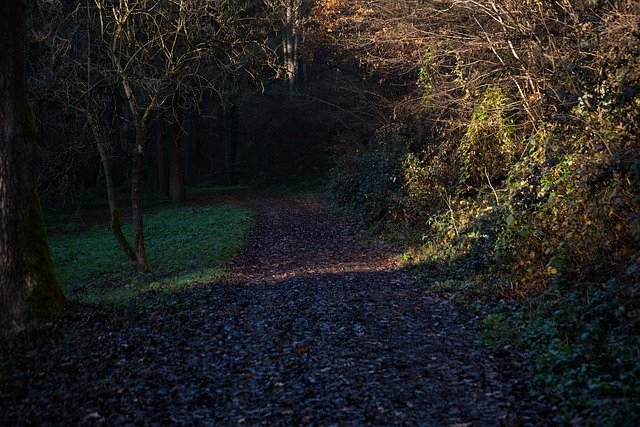 Free download Forest Away Nature -  free photo or picture to be edited with GIMP online image editor