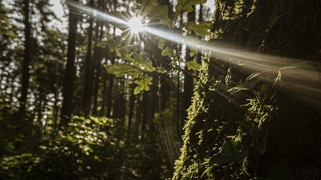 Gratis download Forest Backlighting Sun - gratis foto of afbeelding om te bewerken met GIMP online afbeeldingseditor