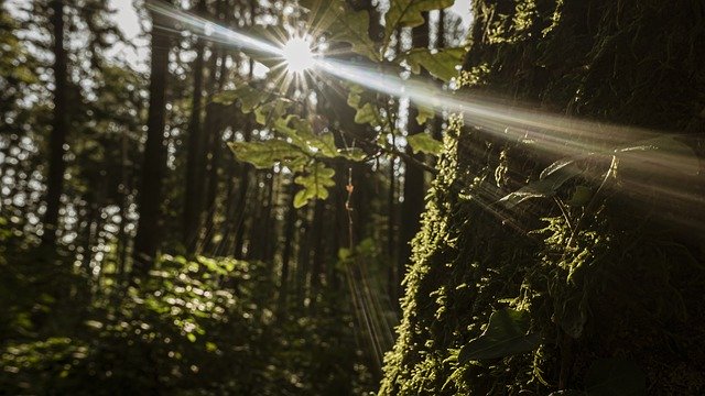 Free download Forest Backlighting Sun -  free photo or picture to be edited with GIMP online image editor