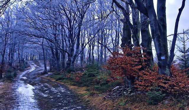 ดาวน์โหลดภาพประกอบ Forest Beeches Way ฟรีเพื่อแก้ไขด้วยโปรแกรมแก้ไขรูปภาพออนไลน์ GIMP