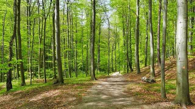 Free download Forest Beech Trees -  free photo or picture to be edited with GIMP online image editor