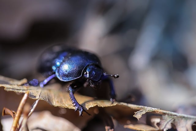 Free download forest beetle insect forest nature free picture to be edited with GIMP free online image editor