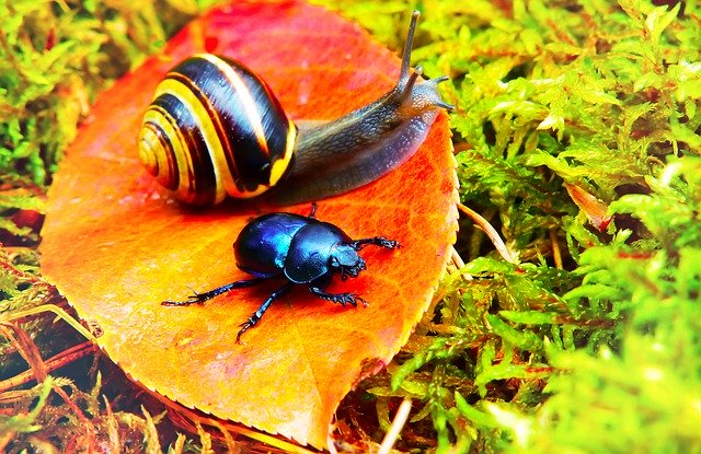 دانلود رایگان Forest Beetle Insect Snail - عکس یا تصویر رایگان قابل ویرایش با ویرایشگر تصویر آنلاین GIMP