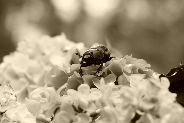 Free download forest beetle the beetle antennae free picture to be edited with GIMP free online image editor