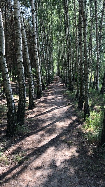 무료 다운로드 Forest Birch Tree The - 무료 사진 또는 김프 온라인 이미지 편집기로 편집할 수 있는 사진