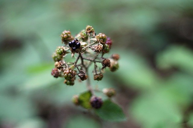 Free download Forest Blackberries Fruit -  free photo or picture to be edited with GIMP online image editor