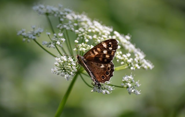 Free download forest board game butterfly free picture to be edited with GIMP free online image editor
