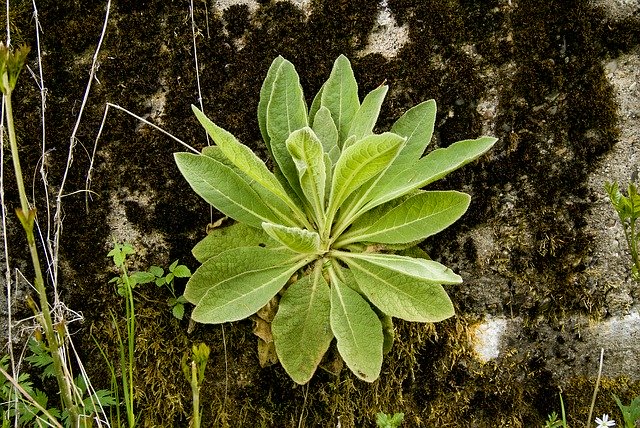 دانلود رایگان Forest Bracken Green - عکس یا تصویر رایگان برای ویرایش با ویرایشگر تصویر آنلاین GIMP