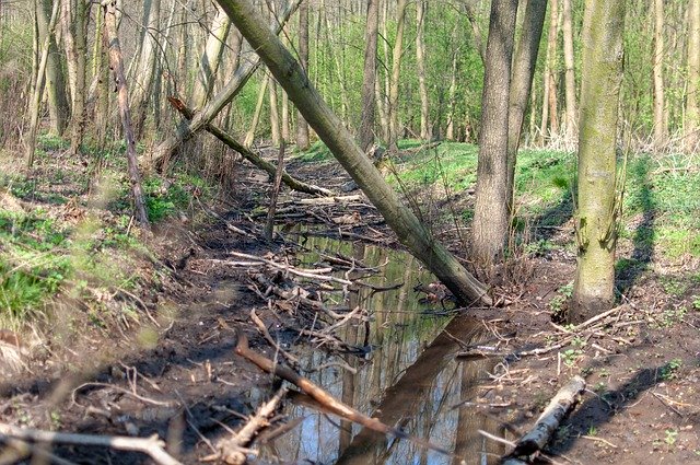 Free download Forest Brook Tree -  free photo or picture to be edited with GIMP online image editor