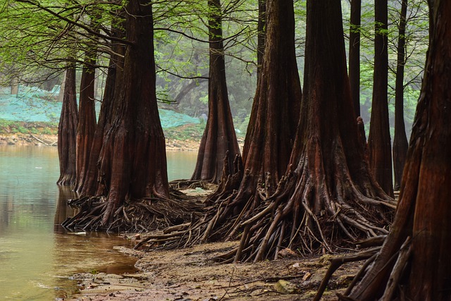 הורדה חינם של עצי יער ליד האגם תמונה בחינם לעריכה עם עורך תמונות מקוון בחינם של GIMP