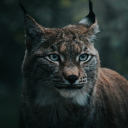 FOREST CAT THEME  screen for extension Chrome web store in OffiDocs Chromium