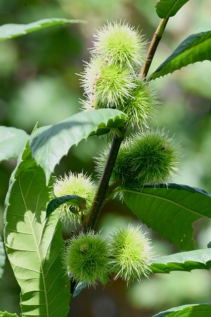 Free picture Forest Chestnut Chestnuts -  to be edited by GIMP free image editor by OffiDocs