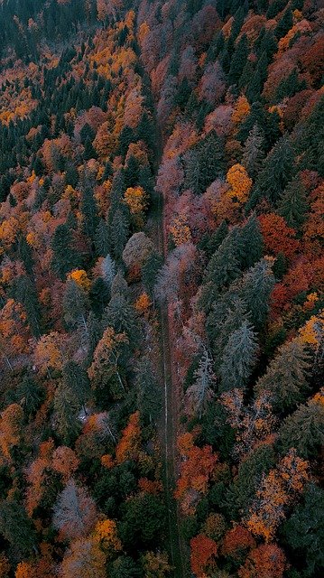 Free download Forest Color Red -  free photo or picture to be edited with GIMP online image editor