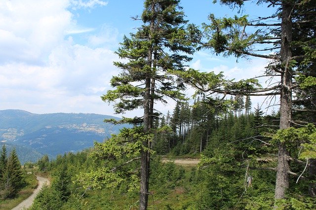 Free download Forest Coniferous Silesian -  free photo or picture to be edited with GIMP online image editor