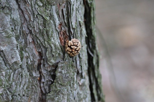 Free download Forest Crop Oak -  free photo or picture to be edited with GIMP online image editor