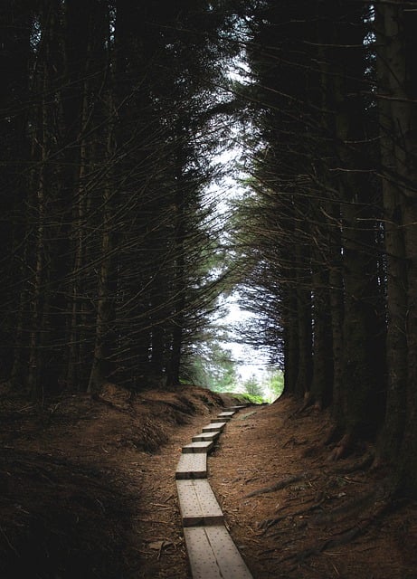 Free download forest dark path ireland trees free picture to be edited with GIMP free online image editor