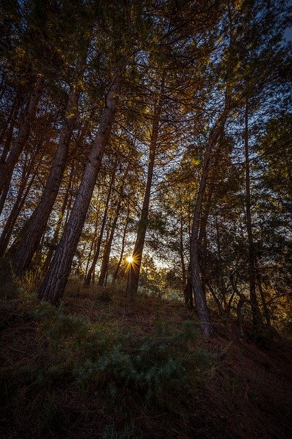 Free download Forest Dawn Sun -  free photo or picture to be edited with GIMP online image editor