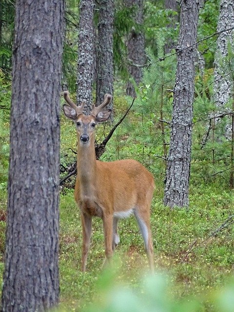 Gratis download Forest Deer Fins - gratis foto of afbeelding om te bewerken met GIMP online afbeeldingseditor