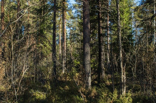 Téléchargement gratuit de Forest Dense Nature - photo ou image gratuite à éditer avec l'éditeur d'images en ligne GIMP