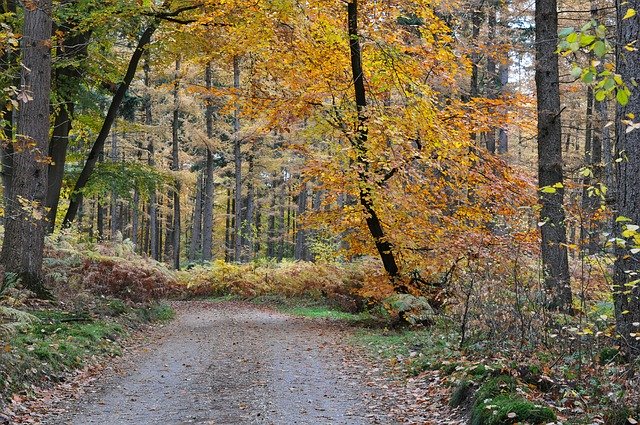 Free download Forest Dutch Netherlands -  free photo or picture to be edited with GIMP online image editor