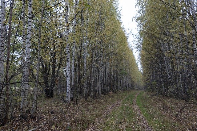 Téléchargement gratuit de Forest Fall Autumn - photo ou image gratuite à éditer avec l'éditeur d'images en ligne GIMP