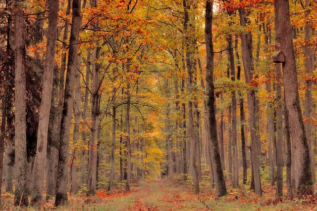 Scarica gratuitamente l'immagine gratuita degli alberi della foresta autunnale della foresta autunnale da modificare con l'editor di immagini online gratuito GIMP