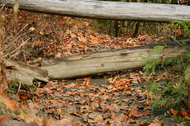 무료 다운로드 Forest Fall Path - 무료 무료 사진 또는 GIMP 온라인 이미지 편집기로 편집할 수 있는 사진