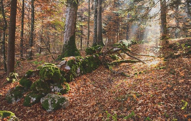 ดาวน์โหลดฟรี Forest Fall Trees - ภาพถ่ายหรือรูปภาพฟรีที่จะแก้ไขด้วยโปรแกรมแก้ไขรูปภาพออนไลน์ GIMP