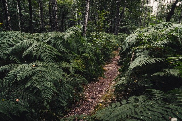 دانلود رایگان Forest Fern Ferns - عکس یا تصویر رایگان برای ویرایش با ویرایشگر تصویر آنلاین GIMP