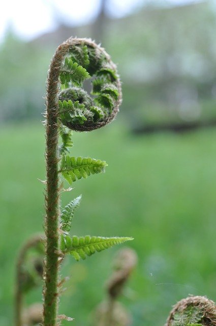 Free download Forest Fern Green -  free photo or picture to be edited with GIMP online image editor