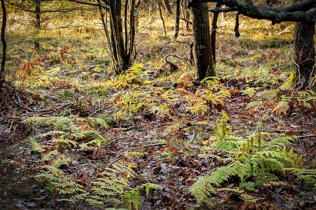 Unduh gratis Forest Ferns Trees - foto atau gambar gratis untuk diedit dengan editor gambar online GIMP