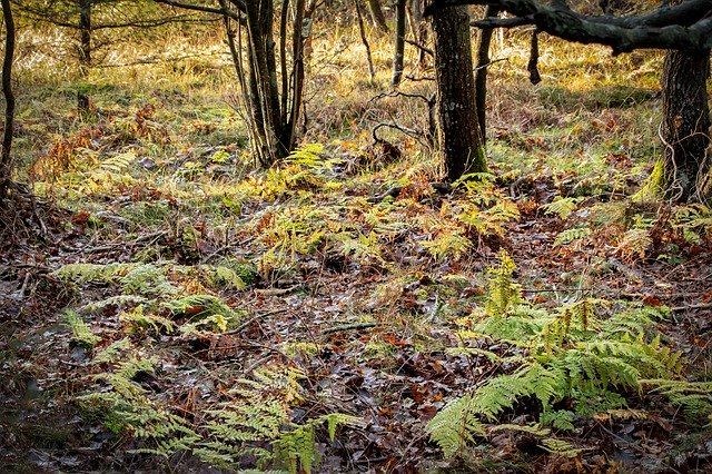 تنزيل Forest Ferns Trees مجانًا - صورة مجانية أو صورة مجانية ليتم تحريرها باستخدام محرر الصور عبر الإنترنت GIMP