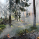 Forest fires  screen for extension Chrome web store in OffiDocs Chromium