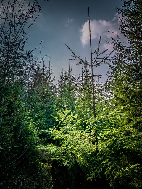 Descărcare gratuită Forest Firs Black - fotografie sau imagine gratuită pentru a fi editată cu editorul de imagini online GIMP